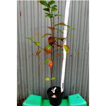 ARONIA czarna krzaczasta obficie owocuje - sadzonki 50 / 60 cm
